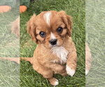 Snoopy - Male Cavalier King Charles Spaniel Dog for Adoption - Small photo