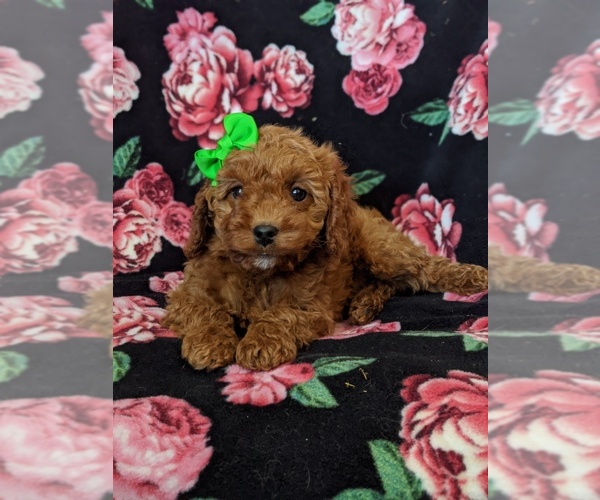 Medium Photo #6 Cockapoo-Poodle (Miniature) Mix Puppy For Sale in LANCASTER, PA, USA