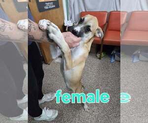 Mutt Dogs for adoption in Martinsburg, WV, USA