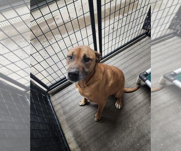 Medium Photo #1 Boxer-Unknown Mix Puppy For Sale in Evansville, IN, USA