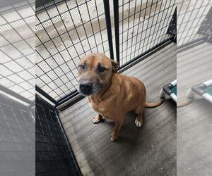 Boxer Mix Dog for Adoption in Evansville, Indiana USA