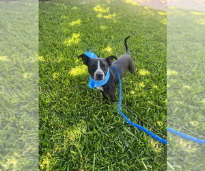 Mutt Dogs for adoption in Oak Bluffs, MA, USA
