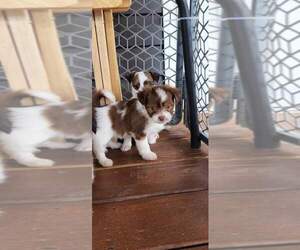 ShiChi Puppy for sale in POWHATAN POINT, OH, USA