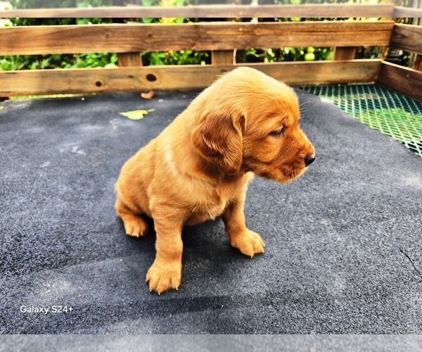 Medium Photo #5 Golden Retriever Puppy For Sale in LEON, KS, USA