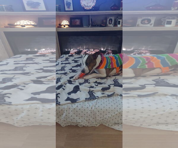 Medium Photo #4 American Pit Bull Terrier-Unknown Mix Puppy For Sale in Oakhurst, NJ, USA