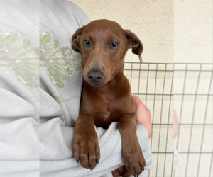 Chihuahua-Doberman Pinscher Mix Dogs for adoption in Fresno, CA, USA
