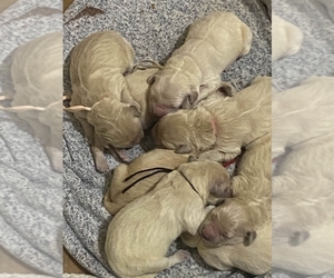 Golden Retriever Puppy for sale in LEHIGH ACRES, FL, USA
