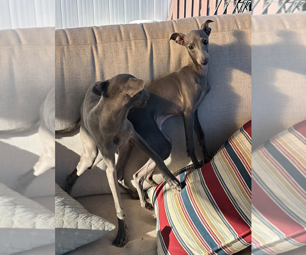 Medium Photo #4 Italian Greyhound Puppy For Sale in GLEN BURNIE, MD, USA