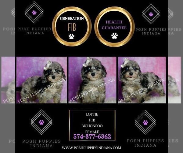 Medium Photo #105 Poodle (Miniature) Puppy For Sale in WARSAW, IN, USA