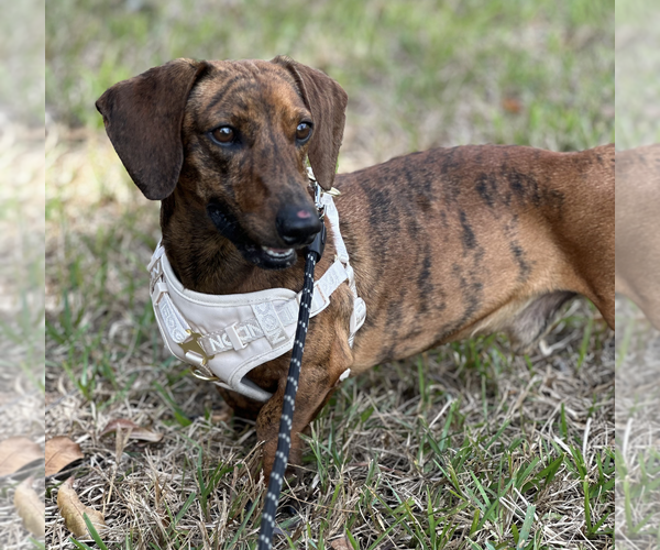 Medium Photo #3 Dachshund Puppy For Sale in Weston, FL, USA