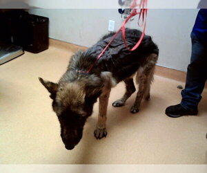 German Shepherd Dog Dogs for adoption in Martinez, CA, USA