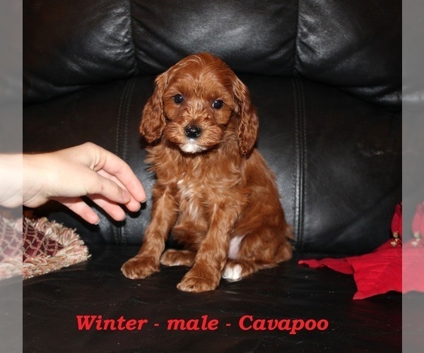 Medium Photo #1 Cavapoo (Miniature) Puppy For Sale in CLARKRANGE, TN, USA