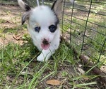 Small #7 Pembroke Welsh Corgi