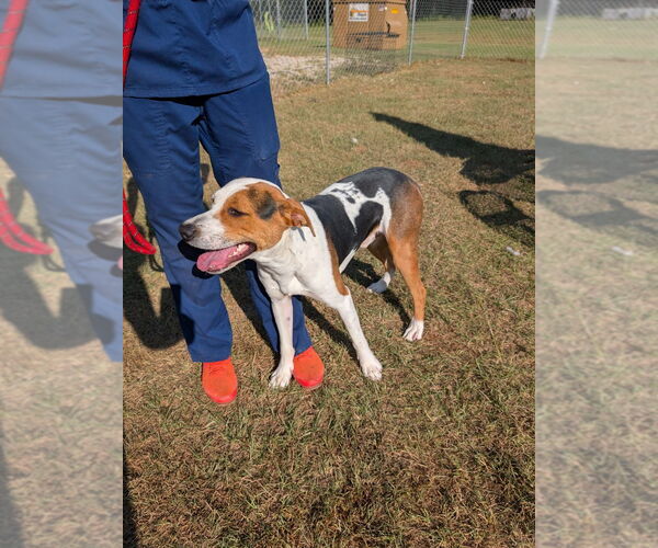 Medium Photo #4 Treeing Walker Coonhound-Unknown Mix Puppy For Sale in Canton, CT, USA