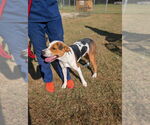 Small #3 Treeing Walker Coonhound Mix