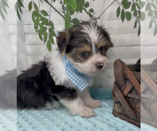 Medium Photo #30 Shorkie Tzu Puppy For Sale in SELLERSBURG, IN, USA