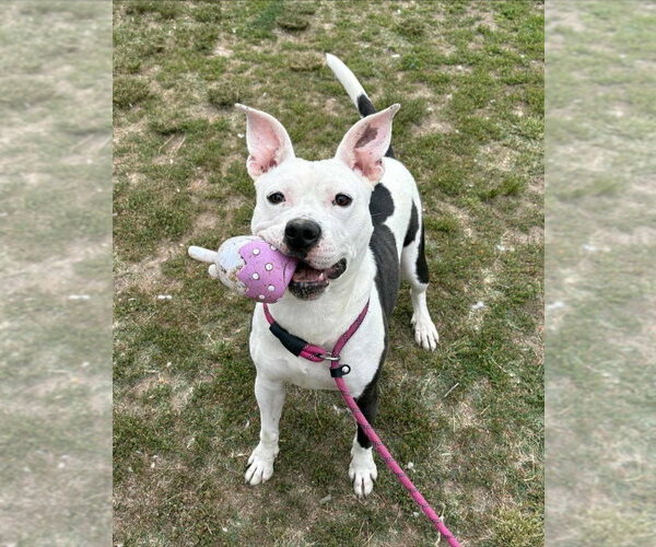 Medium Photo #7 Mutt Puppy For Sale in Evansville, IN, USA
