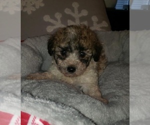 ShihPoo Puppy for sale in ZILLAH, WA, USA