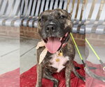 Small Photo #1  Puppy For Sale in , 