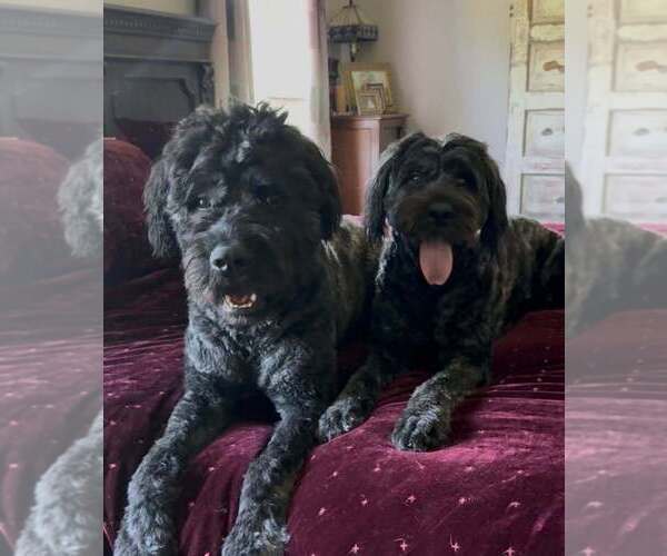 Medium Photo #1 Bouvier Des Flandres Puppy For Sale in WALKER, LA, USA