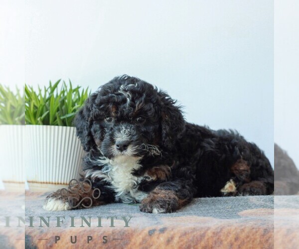 Medium Photo #3 Bernedoodle (Miniature) Puppy For Sale in LITITZ, PA, USA
