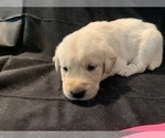 Small #18 Golden Labrador