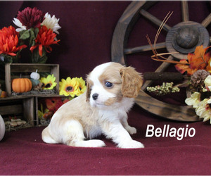 Cavalier King Charles Spaniel Puppy for sale in CHANUTE, KS, USA