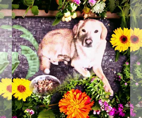 Medium Photo #2 Labrador Retriever-Unknown Mix Puppy For Sale in Orange Grove, TX, USA