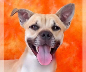 Mutt Dogs for adoption in Pasadena, CA, USA
