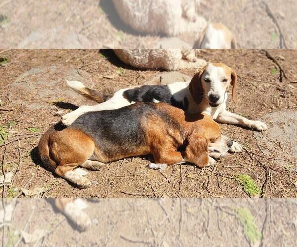 Medium Photo #4 Beagle Puppy For Sale in Seven Valleys, PA, USA