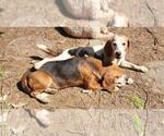 Small #3 Beagle