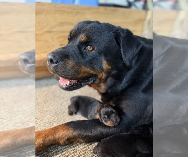 Medium Photo #1 Rottweiler Puppy For Sale in AMITY, PA, USA