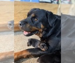 Small Photo #1 Rottweiler Puppy For Sale in AMITY, PA, USA