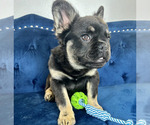 Small Photo #18 French Bulldog Puppy For Sale in ALHAMBRA, CA, USA