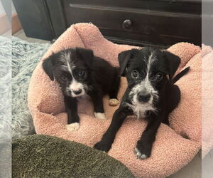 Mutt Dogs for adoption in Jackson Township, NJ, USA