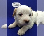 Puppy 2 Maltese-Poodle (Toy) Mix