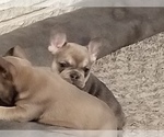 Small Photo #3 French Bulldog Puppy For Sale in MODESTO, CA, USA