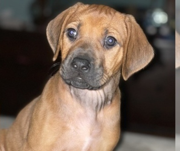 Medium Photo #1 Rhodesian Ridgeback Puppy For Sale in COLUMBIA, SC, USA