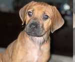 Small Photo #1 Rhodesian Ridgeback Puppy For Sale in COLUMBIA, SC, USA