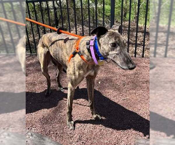 Medium Photo #4 Greyhound Puppy For Sale in Cherry Hill, NJ, USA