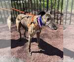 Small #3 Greyhound