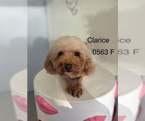 Poodle (Miniature) Dogs for adoption in Studio City, CA, USA