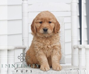 Golden Retriever Puppy for sale in COATESVILLE, PA, USA