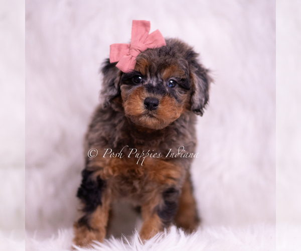 Medium Photo #6 Poodle (Miniature) Puppy For Sale in WARSAW, IN, USA