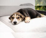 Small #3 Mutt