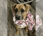 Small #4 Black Mouth Cur Mix
