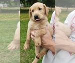 Small #7 Labrador Retriever