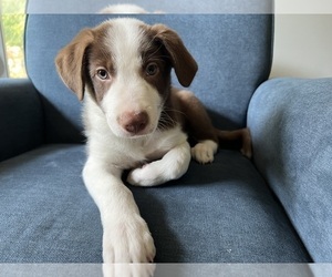 Border Collie Puppy for sale in ALEXANDRIA, VA, USA