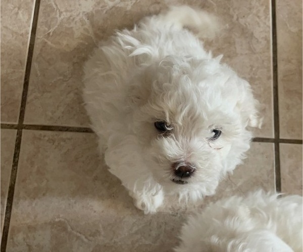 Medium Photo #2 Maltipoo Puppy For Sale in GLENDALE, AZ, USA