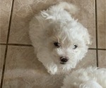 Small Photo #2 Maltipoo Puppy For Sale in GLENDALE, AZ, USA